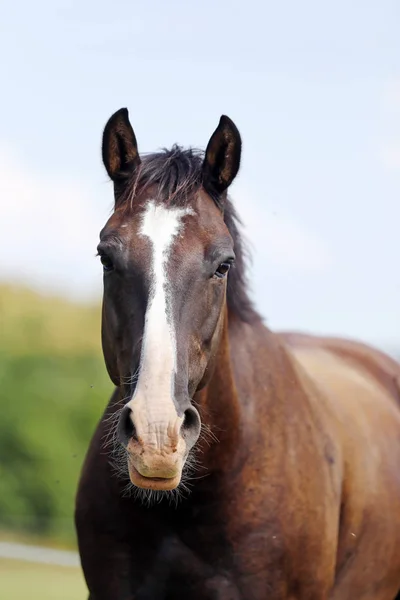 Thoroughbred Unge Poserar Den Gröna Ängen Sommartid Porträtt Renrasig Ung — Stockfoto