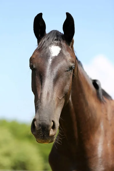 Thoroughbred Unge Poserar Den Gröna Ängen Sommartid Porträtt Renrasig Ung — Stockfoto