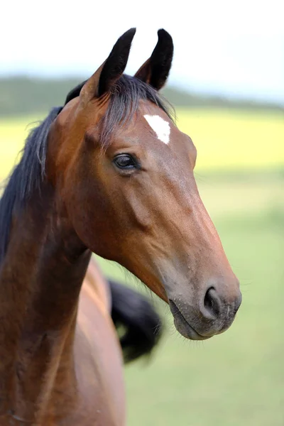 Joven Raza Completa Posando Prado Verde Durante Verano Retrato Caballo —  Fotos de Stock