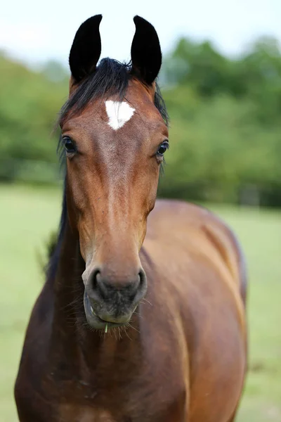 Joven Raza Completa Posando Prado Verde Durante Verano Retrato Caballo —  Fotos de Stock