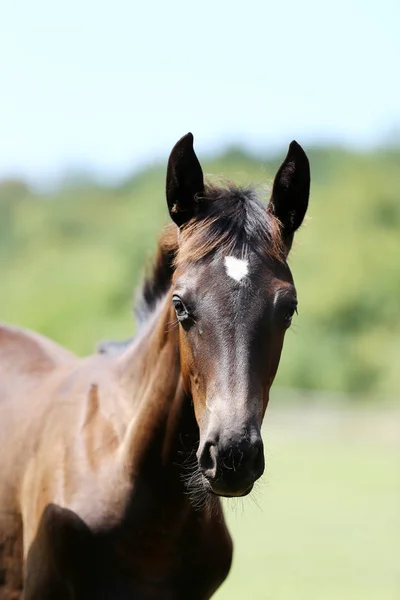 Thoroughbred Unge Poserar Den Gröna Ängen Sommartid Porträtt Renrasig Ung — Stockfoto