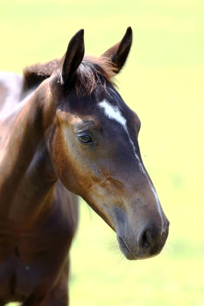 Joven Raza Completa Posando Prado Verde Durante Verano Retrato Caballo —  Fotos de Stock