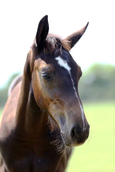 Joven Raza Completa Posando Prado Verde Durante Verano Retrato Caballo —  Fotos de Stock