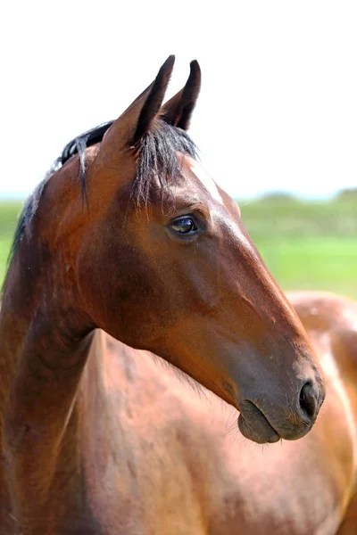 Giovane Purosangue Posa Sul Prato Verde Estate Ritratto Cavallo Giovane — Foto Stock