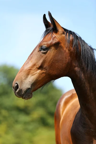 Joven Raza Completa Posando Prado Verde Durante Verano Retrato Caballo —  Fotos de Stock