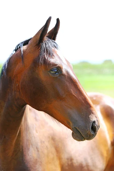 Plnokrevný Mladík Pózující Zelené Louce Létě Portrét Čistokrevného Mladého Koně — Stock fotografie