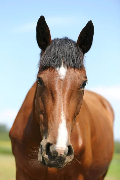 Giovane Purosangue Posa Sul Prato Verde Estate Ritratto Cavallo Giovane — Foto Stock