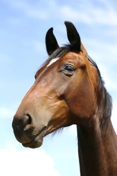 Joven Raza Completa Posando Prado Verde Durante Verano Retrato Caballo —  Fotos de Stock