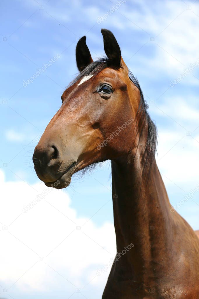 Thoroughbred youngster posing on the green meadow summertime. Portrait of a purebred young horse on summer pasture. Closeup of a young domestic horse on natural background outdoors rural scene