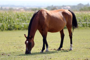 Çayır yaz üzerinde otlatma safkan genç atlar