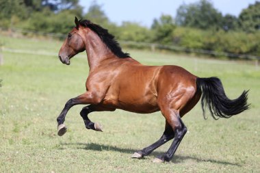 Genç atları yaz çayır kırsal sahne dörtnala