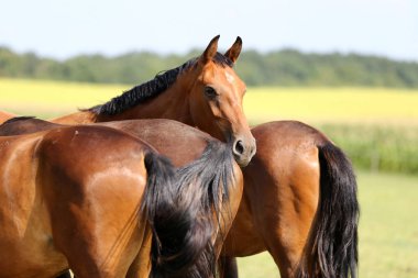 Safkan bir kısrak mera yeşil doğal arka plan üzerinde aşırı closeup 