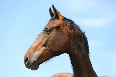 Güzel genç kestane rengi kahverengi at yeşil doğal arka plan karşı aşırı closeup