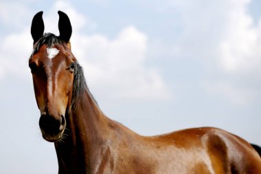 Safkan bir kısrak mera yeşil doğal arka plan üzerinde aşırı closeup 