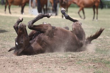 Sonra ağıl duşta sıcak yaz günü zemin ıslak toz ve çamur içinde banyo kısrak