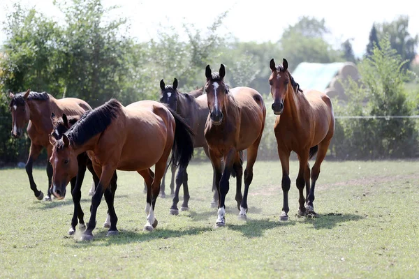 Cavalos Jovens Raça Pura Pastando Verão Prado — Fotografia de Stock