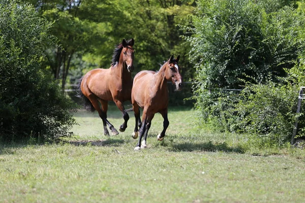 Vollblut Kastanienjunge Laufen Sommer Auf Die Weide — Stockfoto