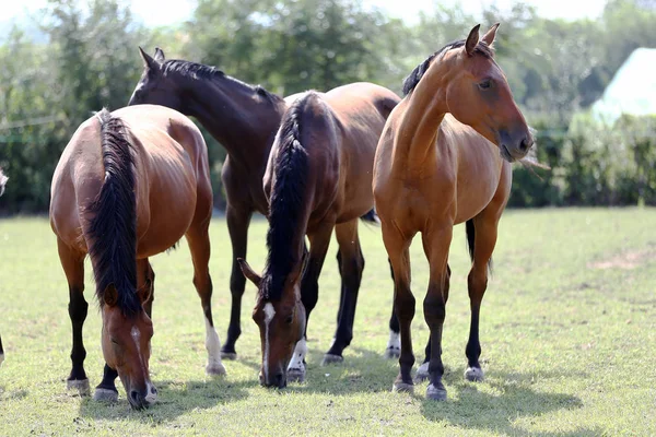 Cavalos Jovens Raça Pura Pastando Verão Prado — Fotografia de Stock