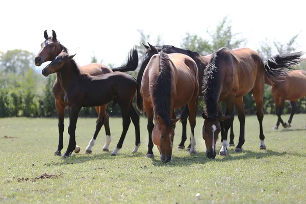 Renrasiga Hästar Betar Ängen Sommaren — Stockfoto