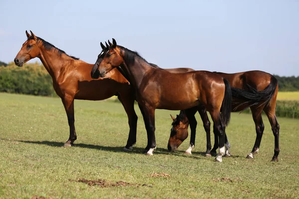 Renrasiga Hästar Betar Ängen Sommaren — Stockfoto