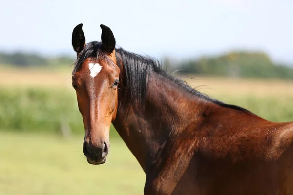 緑の自然の背景に美しい若い栗茶色の馬の極端なクローズ アップ — ストック写真