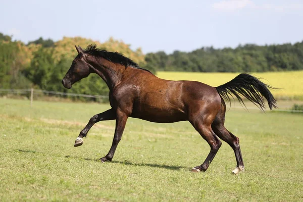夏の牧草地の田園風景を越えて疾走若い馬 — ストック写真
