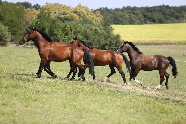 Unga Hästar Galopperar Över Sommar Äng Landsbygdens Motivet — Stockfoto