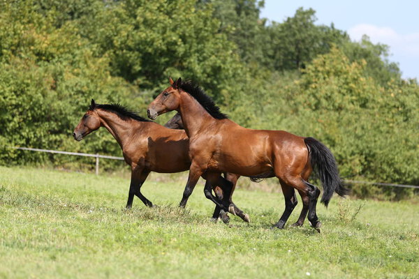 Молодые лошади галопом по летнему лугу сельской местности
