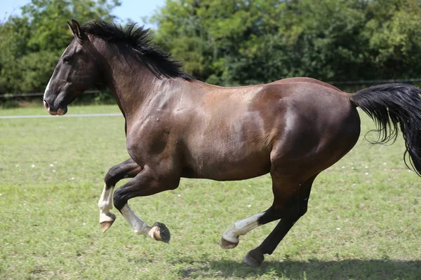 Jonge Paarden Galopperen Zomer Weide Landelijke Scène — Stockfoto