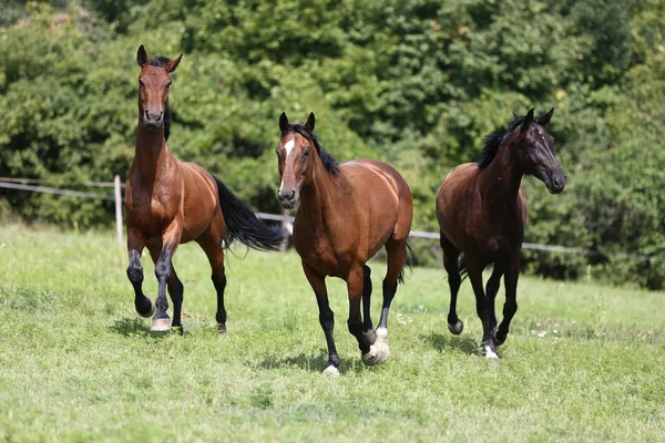 Junge Pferde Galoppieren Über Die Sommerwiese — Stockfoto