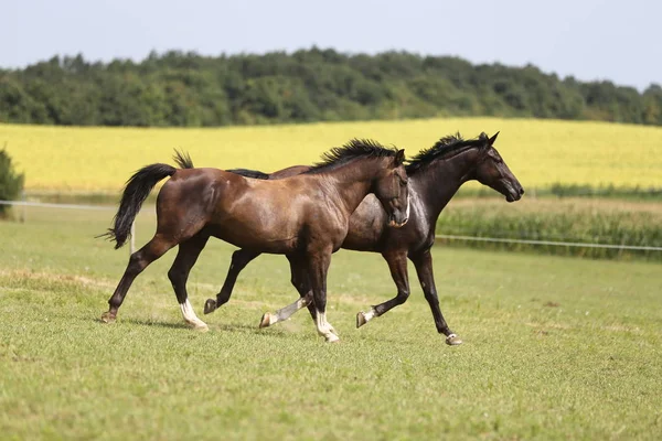 Jonge Paarden Galopperen Zomer Weide Landelijke Scène — Stockfoto
