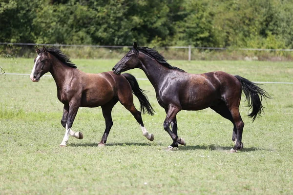 Jóvenes Caballos Galopando Por Prado Verano Escena Rural —  Fotos de Stock