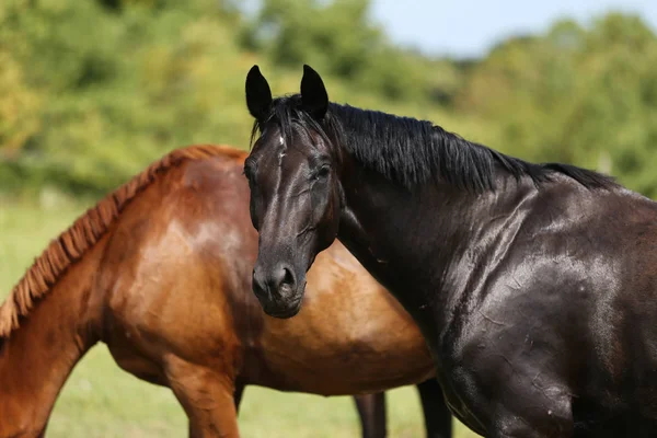 Purebred Young Horses Grazing Meadow Summertime — Stock Photo, Image