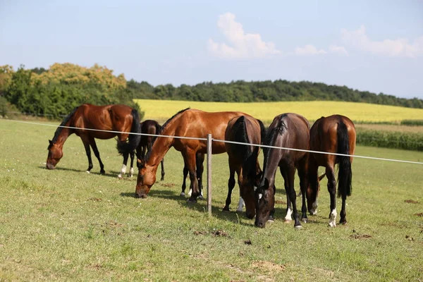 Çayır yaz üzerinde otlatma safkan genç atlar
