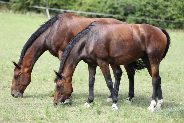 Cavalos Jovens Raça Pura Pastando Verão Prado — Fotografia de Stock