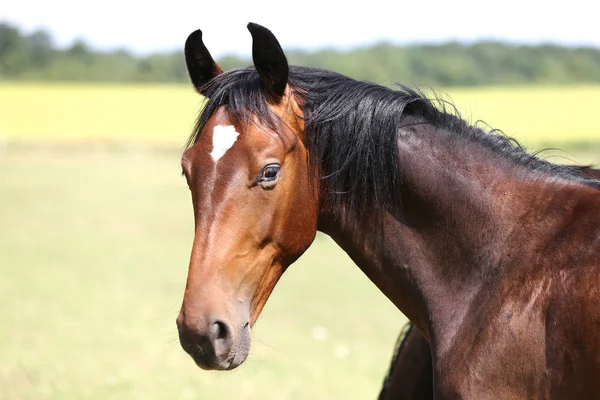 Skrajny Zbliżenie Piękna Młodych Kasztanów Horse Brązowy Naturalnym Tle Zielony — Zdjęcie stockowe