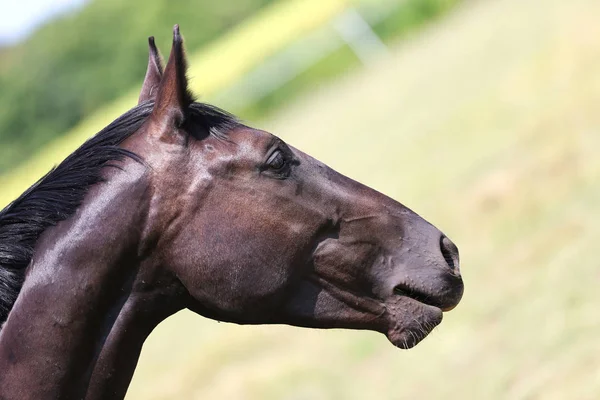 Penutup Ekstrim Indah Muda Chestnut Coklat Kuda Terhadap Latar Belakang — Stok Foto