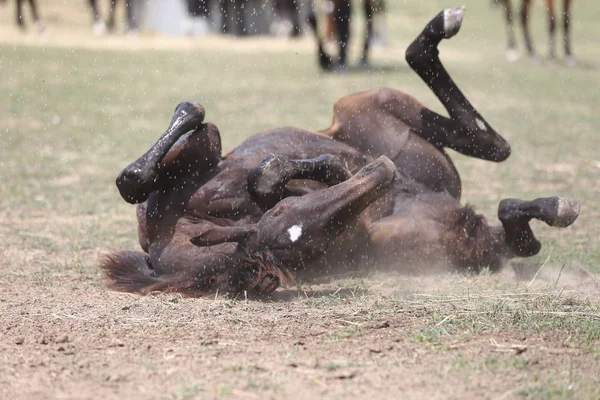 Πουλάρι Νεαρό Άλογο Διασκεδάζοντας Την Υγρή Λάσπη Μετά Ντους — Φωτογραφία Αρχείου