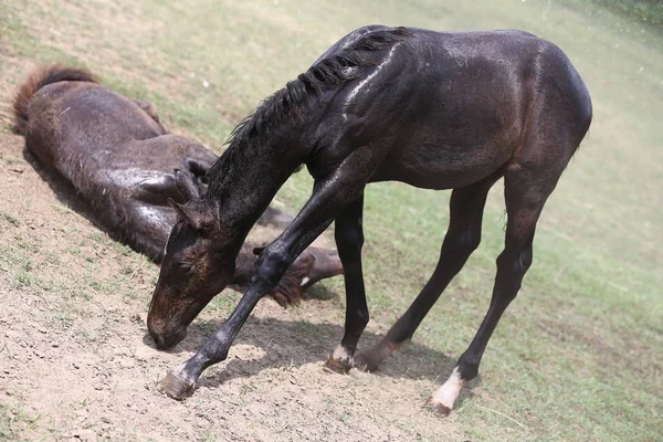 Filly Bañarse Polvo Húmedo Barro Después Ducha Corral Tierra Caliente — Foto de Stock