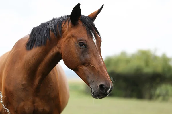 緑の自然の背景に美しい若い栗茶色の馬の極端なクローズ アップ — ストック写真