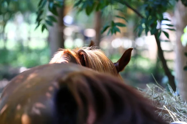 Cavalo Puro Sangue Doméstico Comendo Feno Dia Quente Verão Sombra — Fotografia de Stock