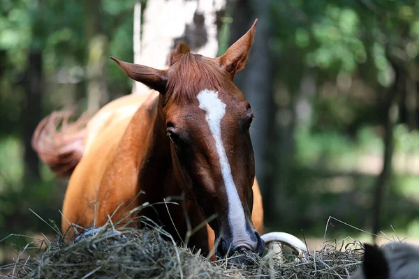 Εγχώρια Καθαρόαιμο Άλογο Τρώει Σανό Καυτή Θερινή Ημέρα Ξύλινα Σκιά — Φωτογραφία Αρχείου
