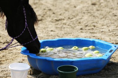 Genç binek atı içme suyu mavi renkli plastik kova. Hayvan çiftliği kırsal sahne sıcak yaz gününde sırasında susuzluk