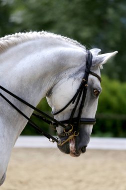 Bilinmeyen yarışmacı terbiye horse etkinliğinde zemin açık sürme sürmek. Headshot yakın çekim bir terbiye at rekabet olay açık havada sırasında.