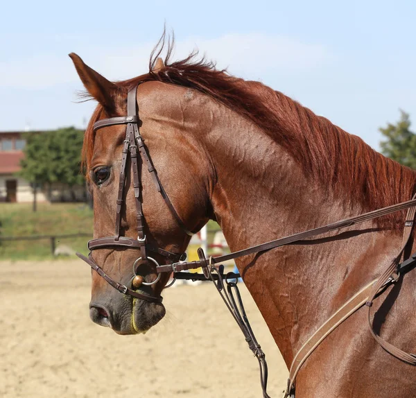 Onbekende Deelnemer Rijdt Dressuur Paardenevenement Grond Buiten Rijden Headshot Close — Stockfoto