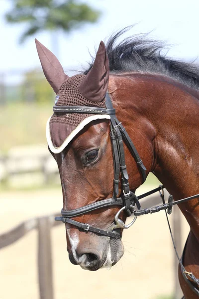 Paseos Concursantes Desconocidos Evento Doma Caballo Campo Equitación Aire Libre — Foto de Stock