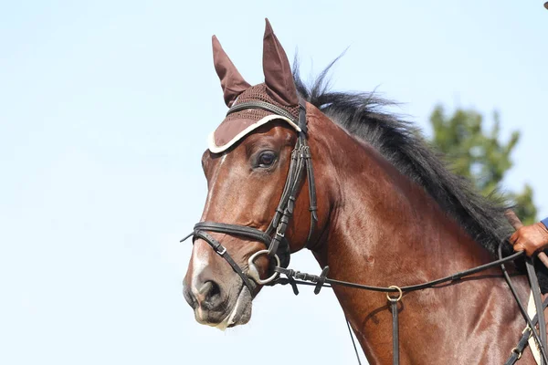 Desconhecido Competidor Passeios Evento Cavalo Vestir Chão Equitação Livre Headshot — Fotografia de Stock