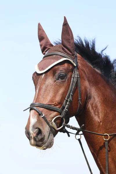 Desconhecido Competidor Passeios Evento Cavalo Vestir Chão Equitação Livre Headshot — Fotografia de Stock