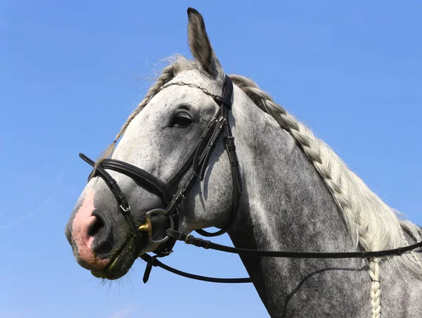 Desconhecido Competidor Passeios Evento Cavalo Vestir Chão Equitação Livre Headshot — Fotografia de Stock