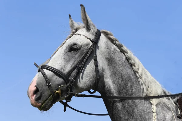 Desconhecido Competidor Passeios Evento Cavalo Vestir Chão Equitação Livre Headshot — Fotografia de Stock